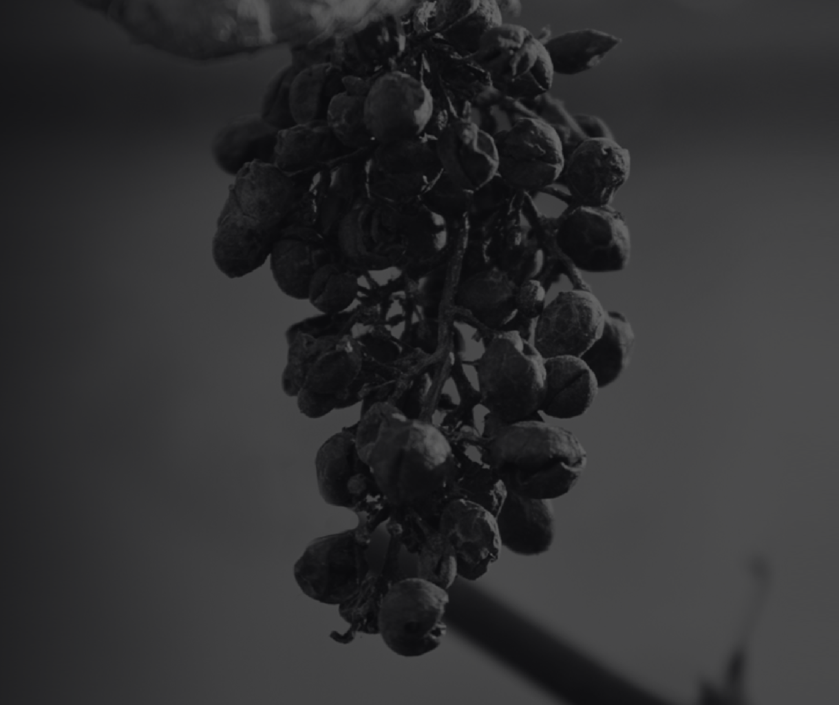 PR Agency main image of a vine
